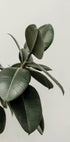 a close up of a green plant with leaves