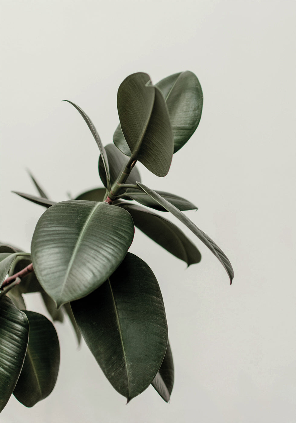 a close up of a green plant with leaves