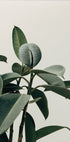 a close up of a plant with green leaves