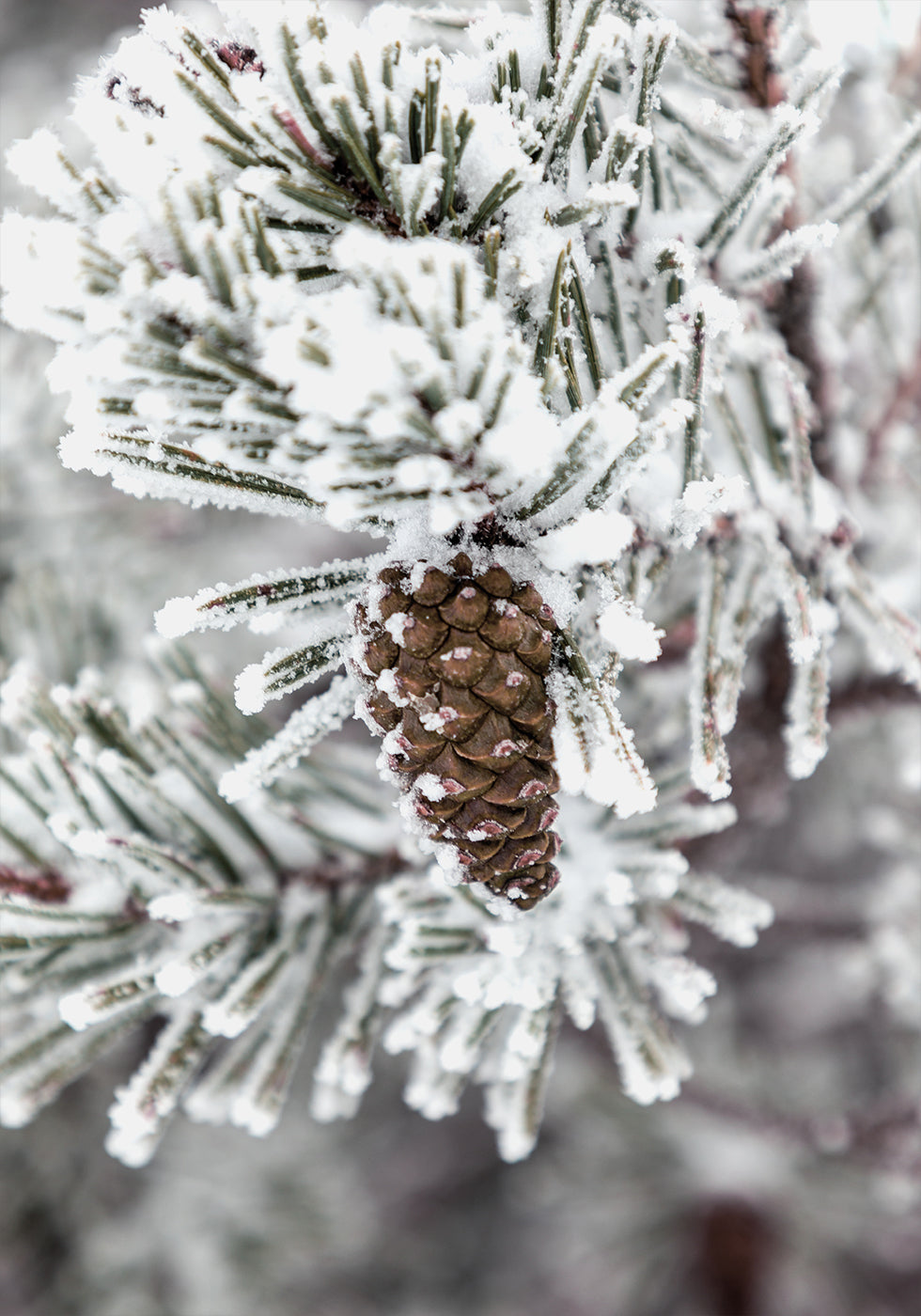 a pine cone covered in snow on a tree