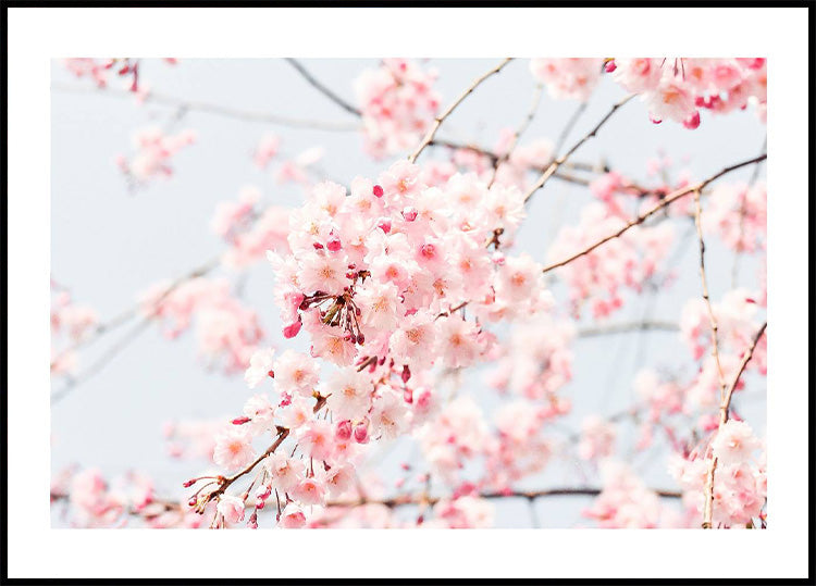 Cherry Blossom Plakat - Posterbox.no