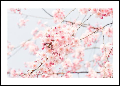 Cherry Blossom Plakat - Posterbox.no