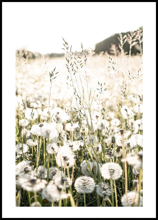 Dandelions Field Plakat - Posterbox.no