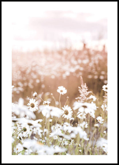 Field of Daisies Plakat - Posterbox.no