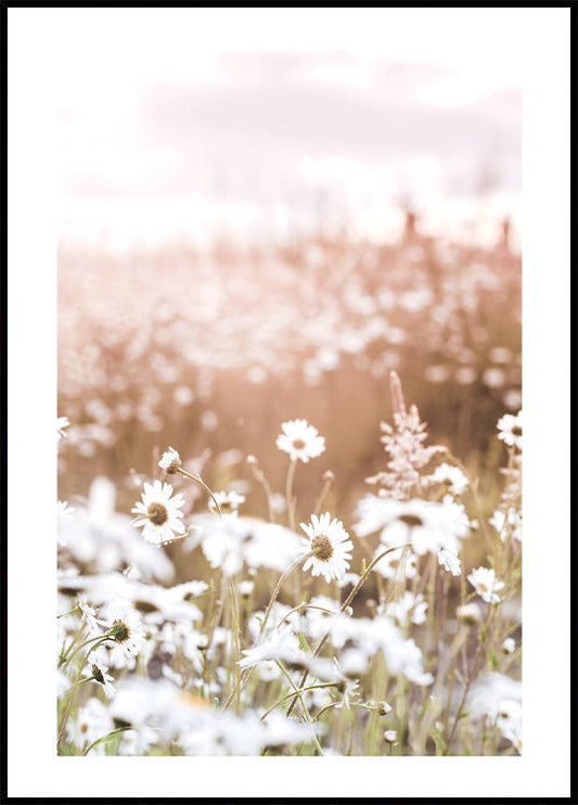 Field of Daisies Plakat - Posterbox.no