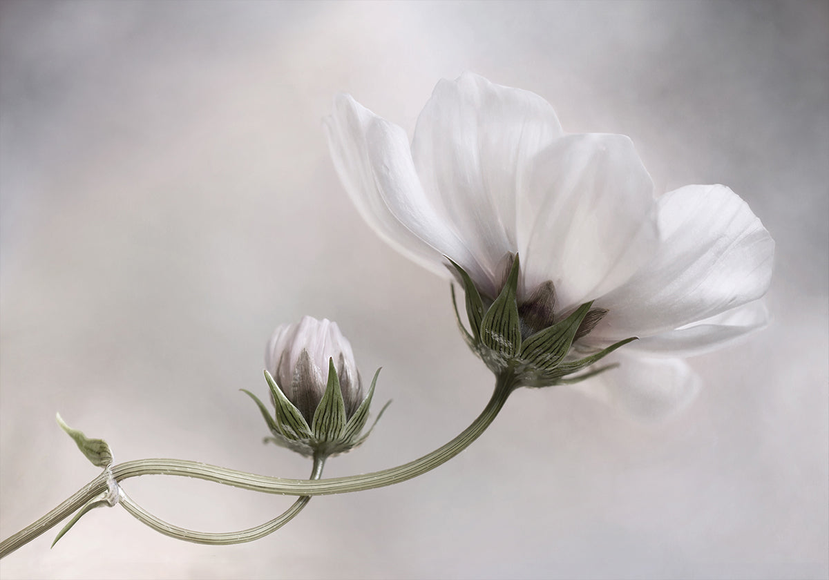 Simply Cosmos Poster