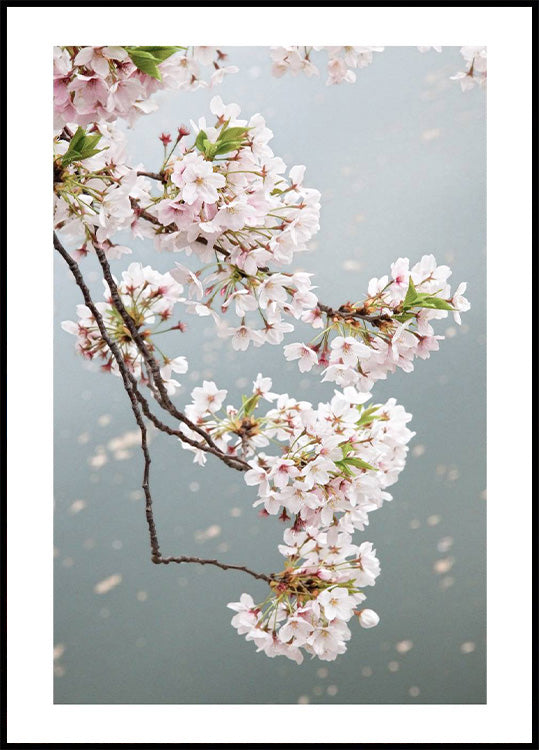 Cherry Blossom Plakat - Posterbox.no