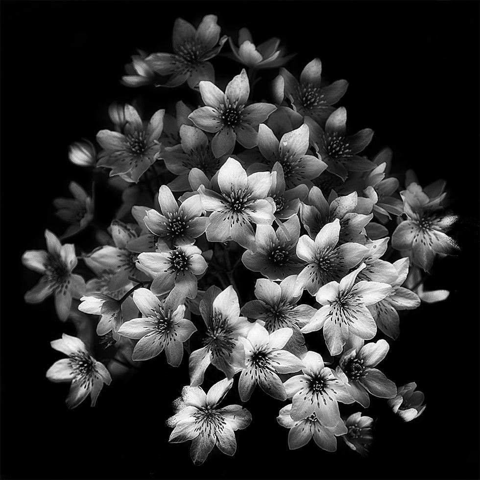 Early Sensation Poster