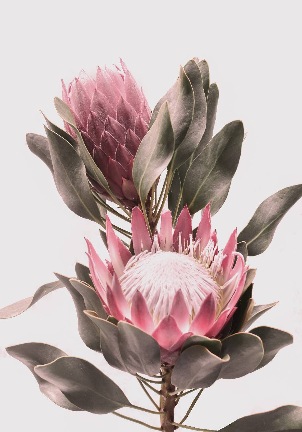 Protea Flowers Plakat - Posterbox.no