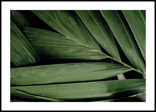 a close up of a large green leaf