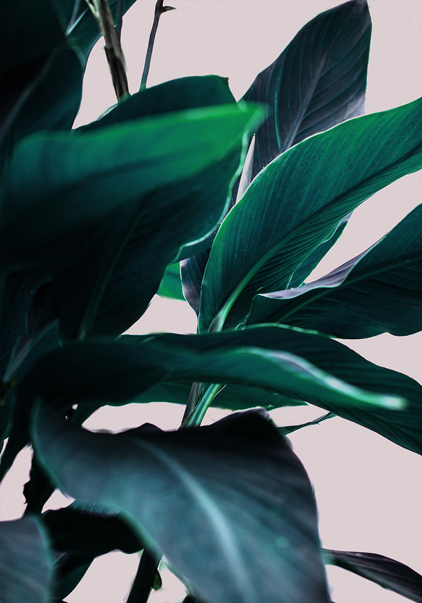 Elegance Of Tropical Leaves Poster