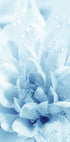 Blue Flowers Plakat - Posterbox.no