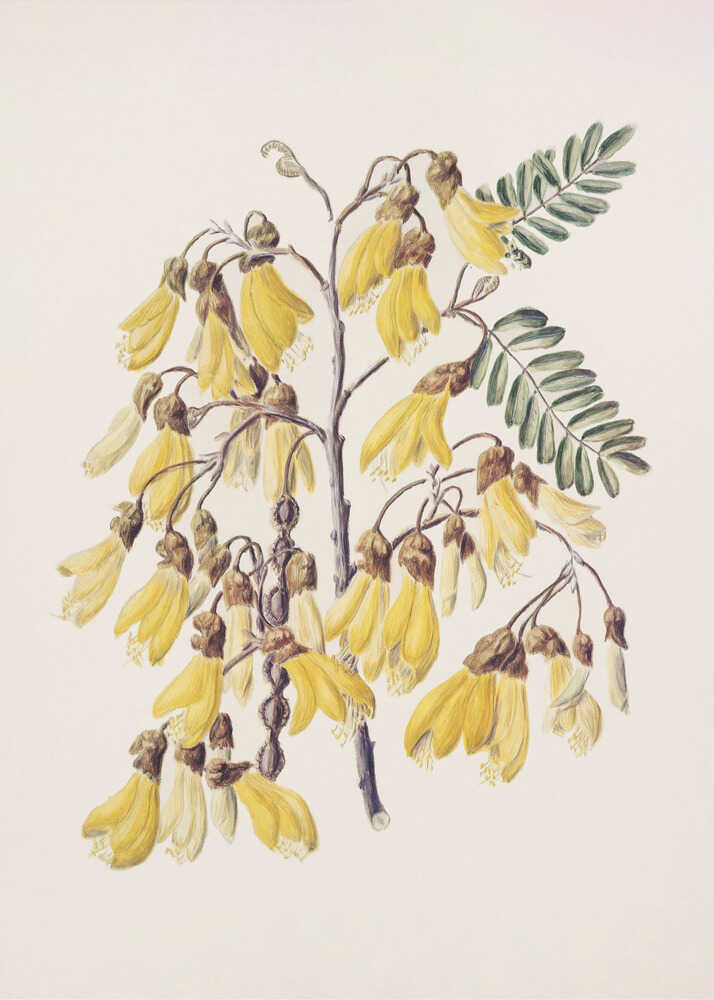Kowhai Drawn By Sarah Featon (1848–1927) Poster
