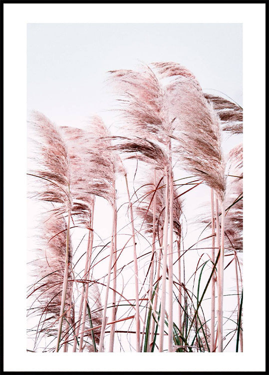 Pink Beach Grass Plakat - Posterbox.no