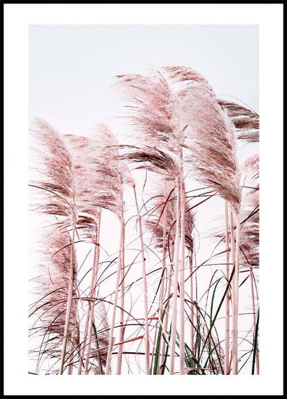 Pink Beach Grass Plakat - Posterbox.no