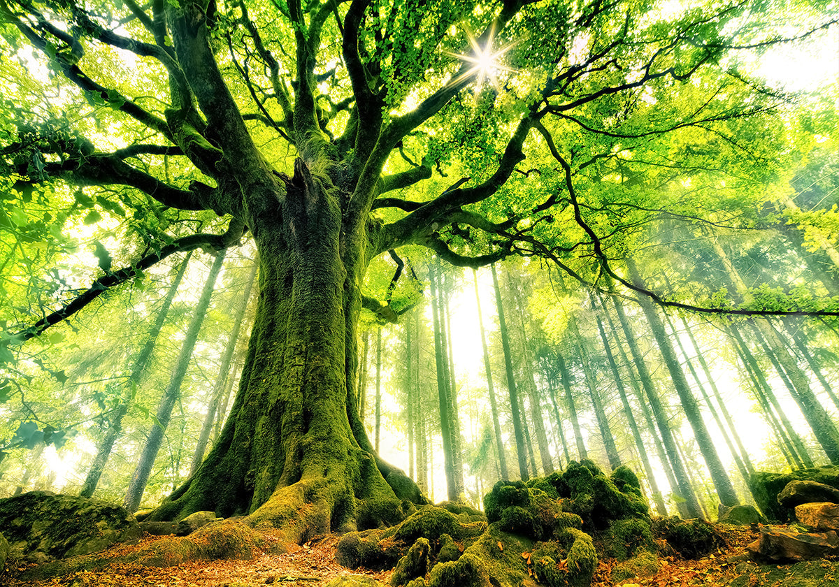 Ponthus' Beech Poster