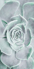 Flower Cactus Succulent Plakat - Posterbox.no
