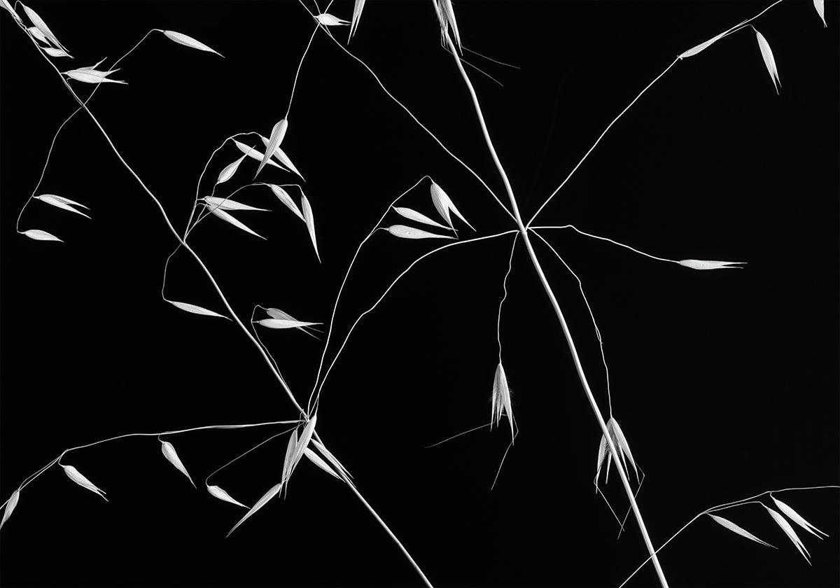 Crossed Lines