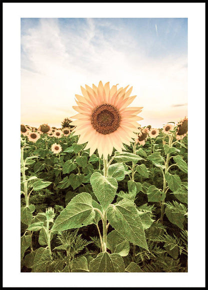 Sunflower Flower Plakat - Posterbox.no