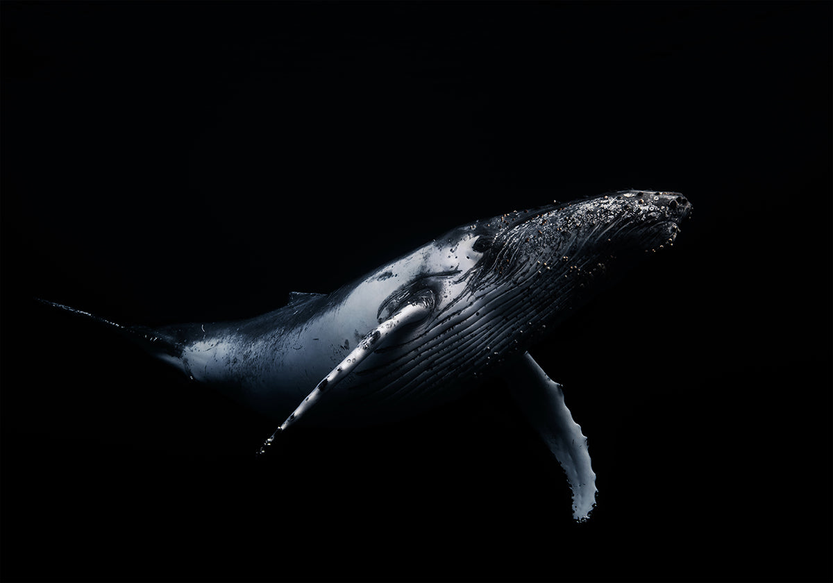 Black &amp; Whale Poster
