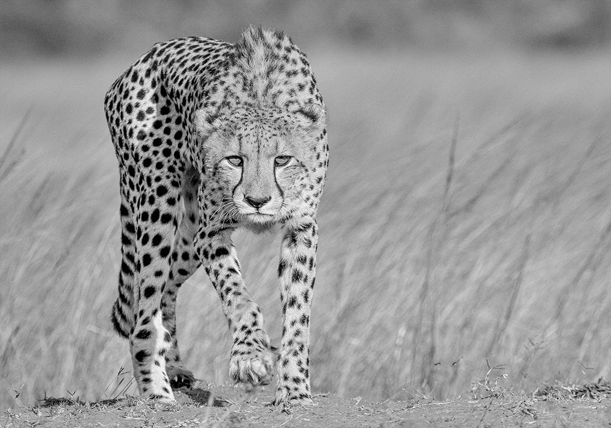 Focused predator
