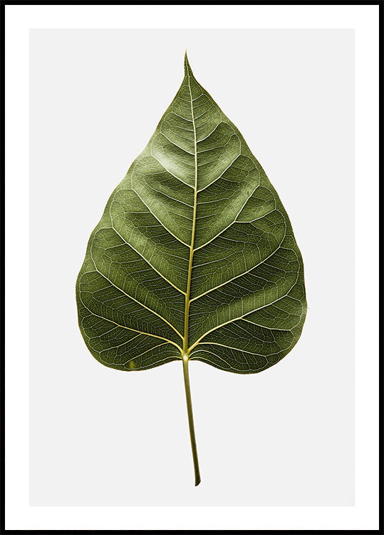Leaf's Intricate Veins Poster