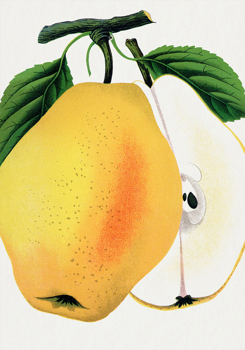 Kiefer's Hybrid Pear Lithograph Poster