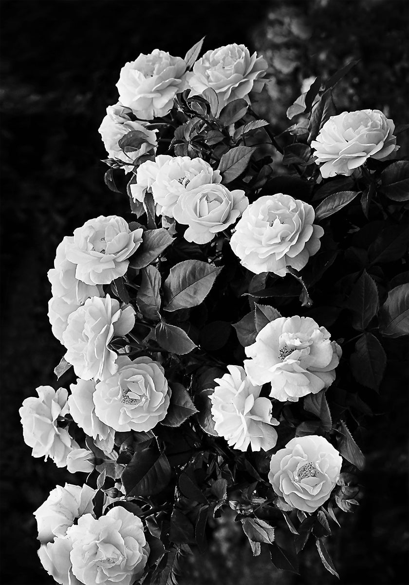 Rose Bush Poster