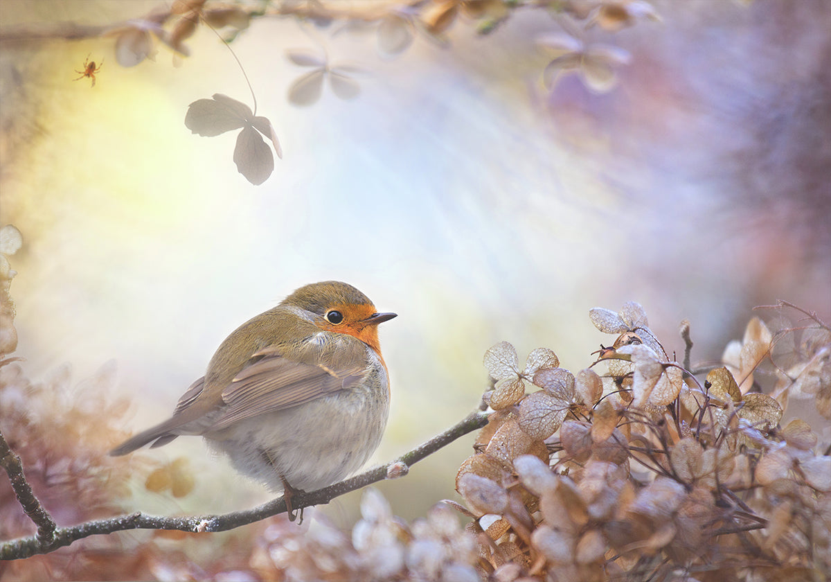 Robin on dreams