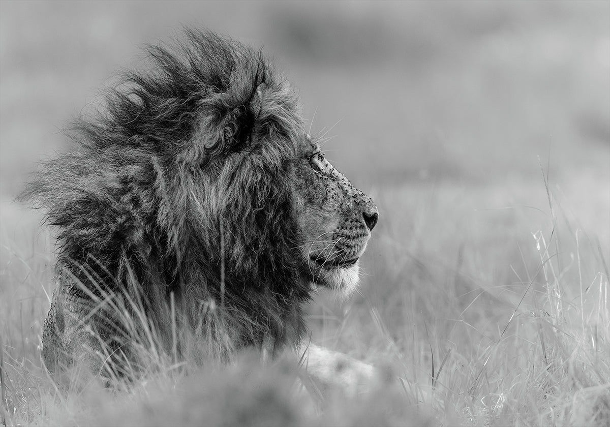 The king is alone