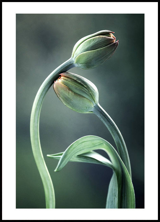 Tulip Buds Plakat - Posterbox.no