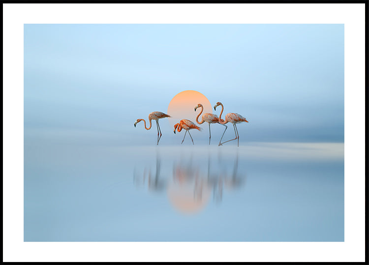 Flamingo in haven Poster