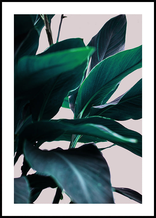 Elegance Of Tropical Leaves Poster