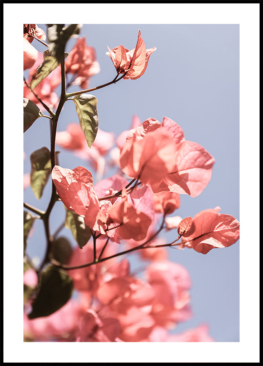 Blossoms in Breeze Poster