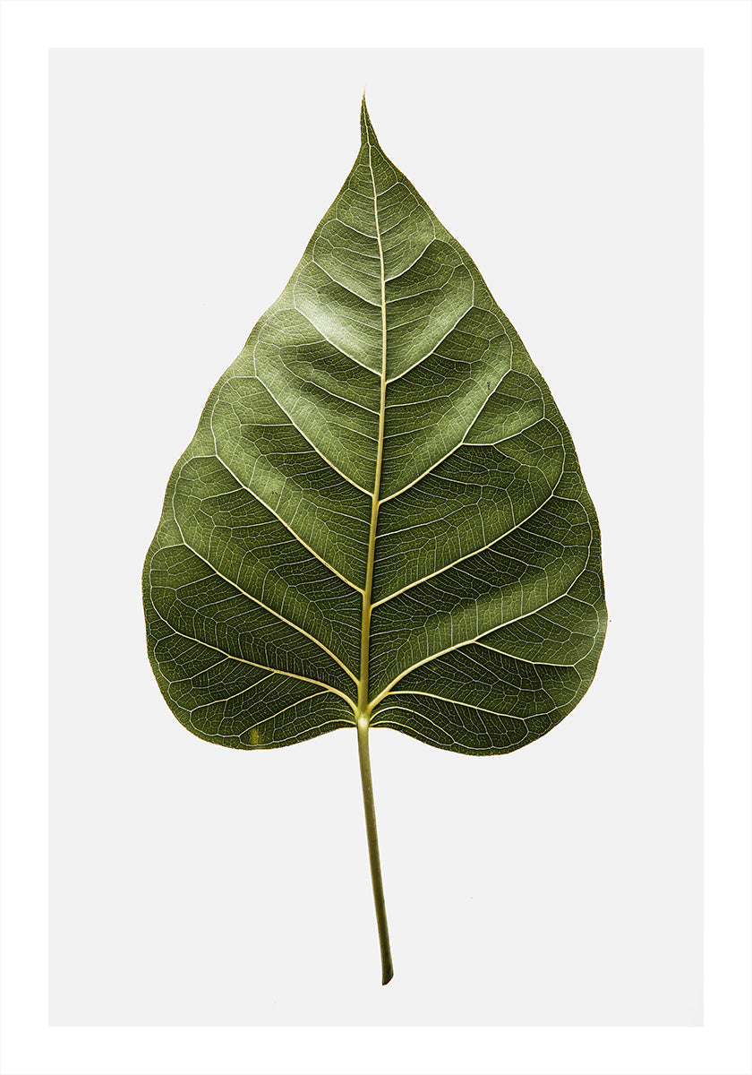 Leaf's Intricate Veins Poster