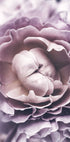 Purple Rose Plakat - Posterbox.no