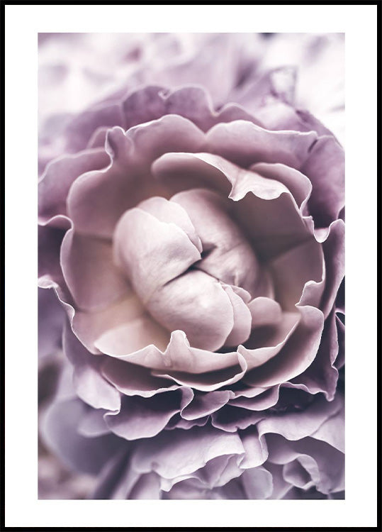 Purple Rose Plakat - Posterbox.no