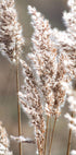 Autumn Meadow Plakat - Posterbox.no