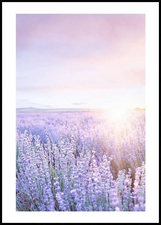 Purple Sunrise Plakat - Posterbox.no