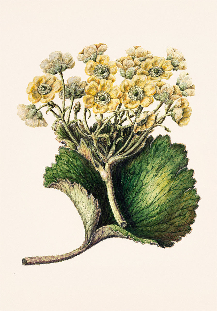 Korikor Drawn By Sarah Featon (1848–1927 Poster