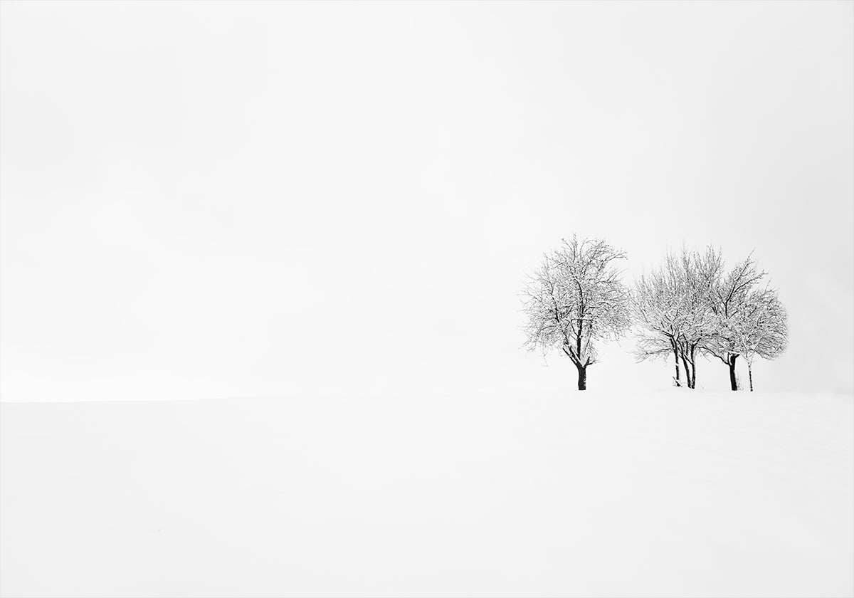 tree and silence Poster