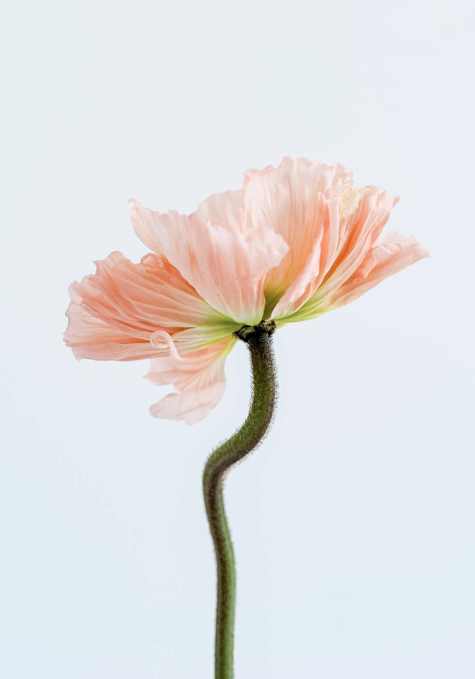 Peachy Poppy Flower Plakat - Posterbox.no