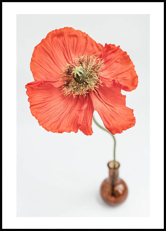 Poppy Flower in Vase Plakat - Posterbox.no