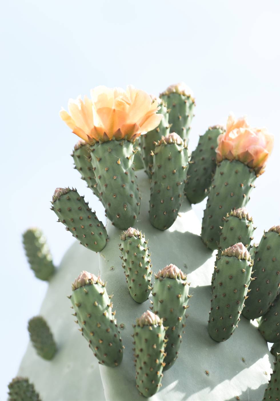 Orange Cactus Flower Plakat - Posterbox.no