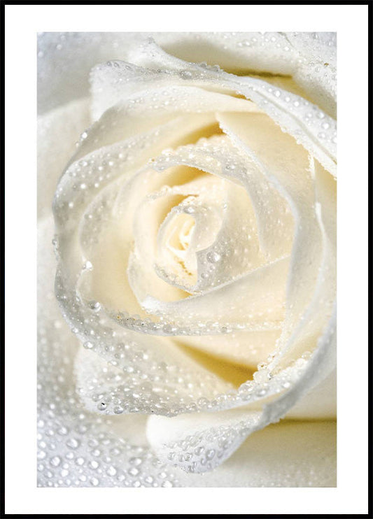 Rose Dew Plakat - Posterbox.no