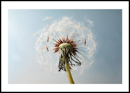 Dandelion Seeds On Wind Plakat - Posterbox.no