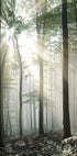 Light Through Trees Plakat - Posterbox.no
