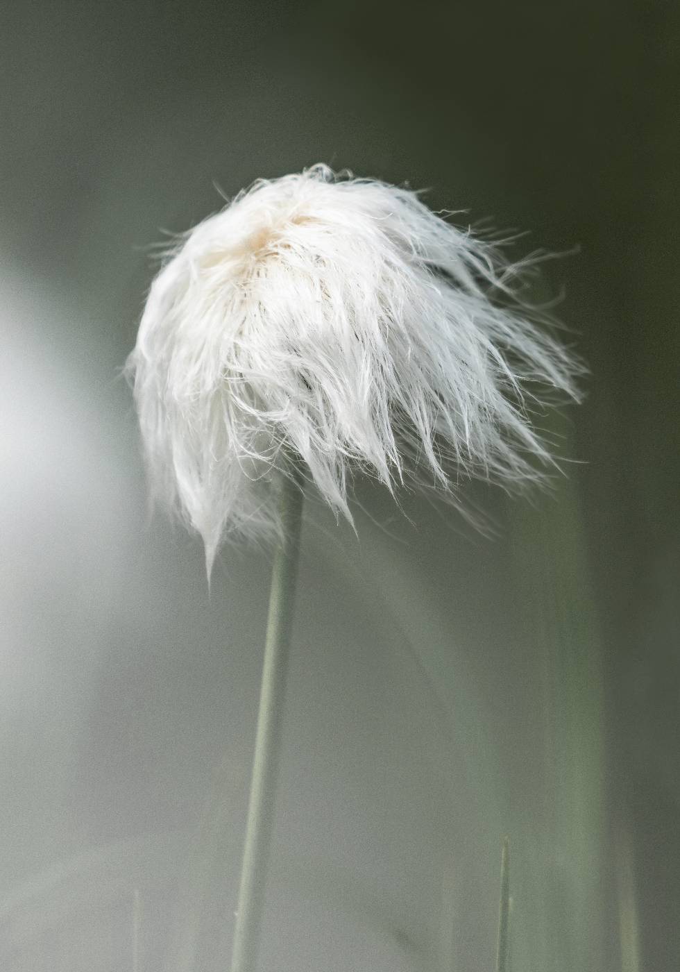 Cottongrass Plakat - Posterbox.no