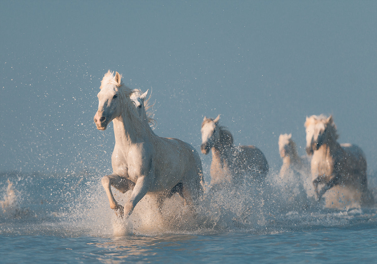 Angels of Camargue Poster
