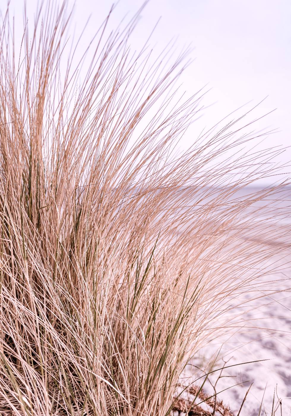 Pink Beach Grass Plakat - Posterbox.no